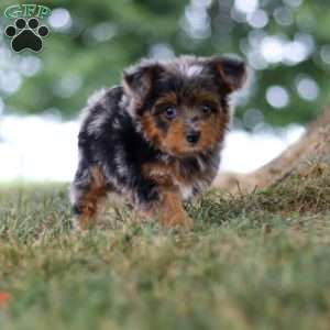 Caption, Yorkie Poo Puppy